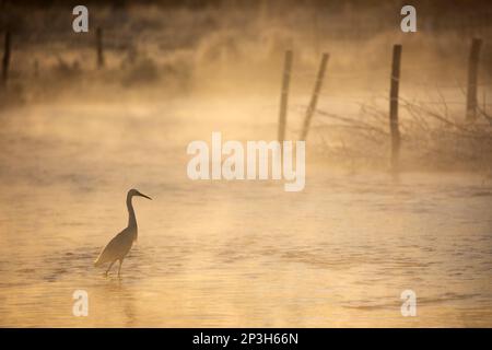 Little Egret (Egretta garzetta) Wading in River Test on neblig Winter Morning, Chilbolton Cow Common SSSI, Wherwell, Hampshire, England, Vereinigtes Königreich Stockfoto