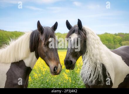 Zwei Pferde von Angesicht zu Angesicht, warmblütiger barocker Barock pinto schwarz-weißer Tobiano, zweijährige Stute und ihre Mutter, in einem gelben Rapsfeld Stockfoto