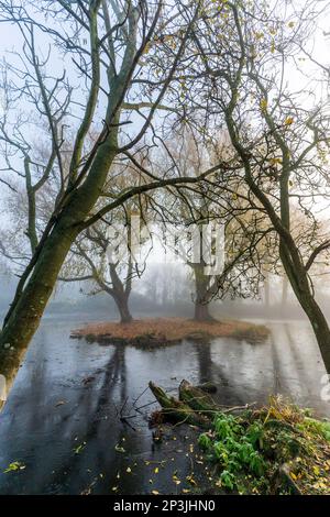 Neblige Morgenlandschaft im Winter, gefrorener Teich mit zwei Bäumen im Vordergrund und eine kleine Insel mit zwei Weiden, die im Hintergrund zu Nebel verblassen. Stockfoto