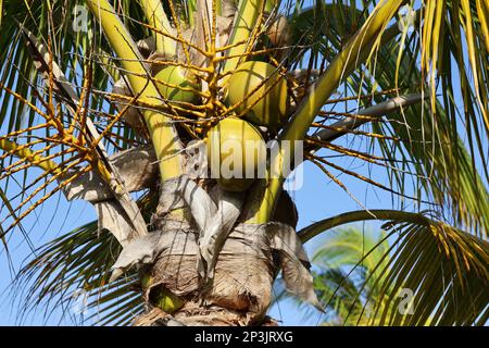 Kokosnusspalme mit Kokosnüssen im Hintergrund. Baum in einem tropischen Garten Stockfoto