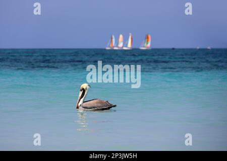 Pelikane schwimmen im Atlantischen Ozean auf Segelbooten im Hintergrund. Wilder Vogel auf blauen Wellen Stockfoto