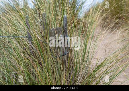 Maramgras in den Sanddünen mit Holz und Drahtzaun, um den vom Wind ausgeblasenen Sand zurückzuhalten Stockfoto