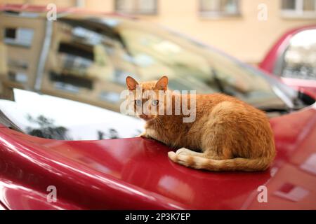 Süße junge Ingwerkatze, die auf einer Motorhaube aus rotem Auto ruht Stockfoto