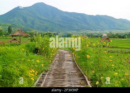 Rustikaler Bambusweg inmitten blühender Kosmos-Sträucher, Reisfelder in der nördlichen Region Thailands Stockfoto