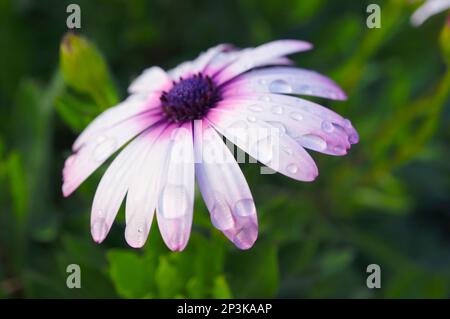 Blühende Cape Daisy Blume mit Regentropfen auf Osterinsel, Chile, Südamerika Stockfoto