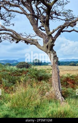 Ein einsamer Dornbaum im Herbst in nea rMinnigafft, Dumfries und Galloway, Schottland. Stockfoto