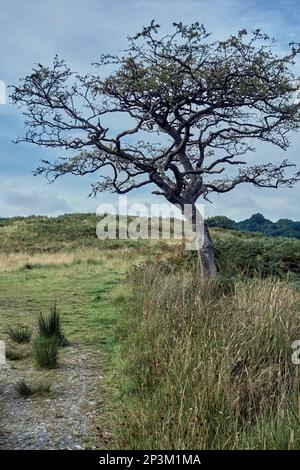 Ein einsamer Dornbaum im Herbst in nea rMinnigafft, Dumfries und Galloway, Schottland. Stockfoto