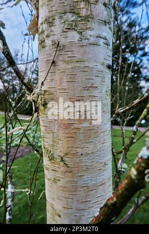 Die cremige weiße Rinde von Ermans Birkenbaum Betula ermanii. Stockfoto