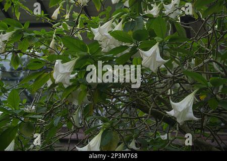 Brugmansia arborea ist ein immergrüner Strauch oder kleiner Baum mit