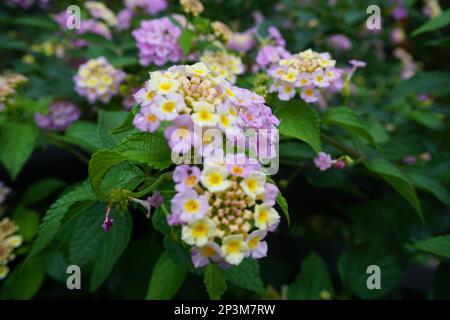 Lantana montevidensis ist ein kleiner, stark duftender, tiefer Strauß mit ovalen grünen Blättern. Mit Stütze hat er eine steigende Rebenform, wenn er eingeschaltet ist Stockfoto