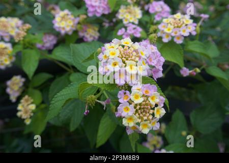 Lantana montevidensis ist ein kleiner, stark duftender, tiefer Strauß mit ovalen grünen Blättern. Mit Stütze hat er eine steigende Rebenform, wenn er eingeschaltet ist Stockfoto