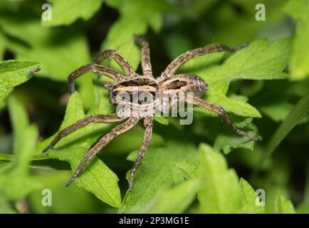 Wolfsspinnen (Schizocosa avida) jagen nachts in grünem Laub nach Beute in Houston, TX. Spezies gibt es in Nordamerika. Stockfoto