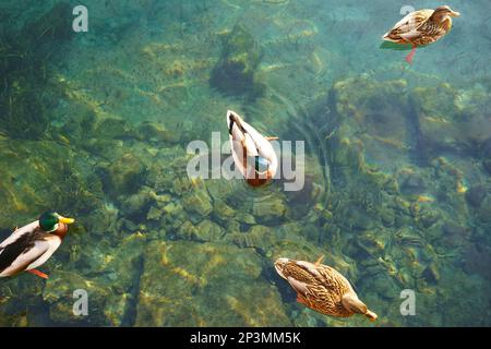 Stockente - Anas platyrhynchos - Germano reale, im Wasser, vom Himmel erschossen - Gardasee, Italien Stockfoto