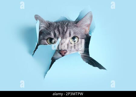 Eine graue Katze kroch durch ein Loch auf blauem Hintergrund. Papierhintergrund zerrissen von einem Haustier, Kopierbereich Stockfoto