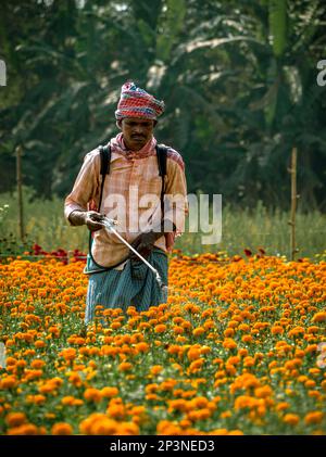 Khirai, Indien - 5. Februar 2023: Ein männlicher Landarbeiter, der an einem sonnigen Tag Pestizide in einem bunten Blumenfeld mit einem Rucksacksprühgerät besprüht. Se Stockfoto