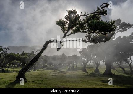 Alte Tilapia-Bäume (Ocotea Foetens), Teil des madeirischen Laurissilva-Waldes mit Sonne und Nebel Stockfoto