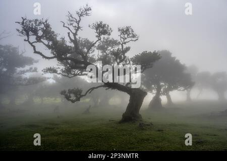 Alte Tilapia-Bäume (Ocotea Foetens), Teil des madeirischen Laurissilva-Waldes mit Sonne und Nebel Stockfoto