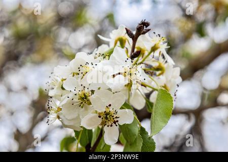 Die Blume von Pyrus calleryana, oder die Callery-Birne, ist eine in China und Vietnam heimische Birnenbaumart in der Familie Rosaceae. Stockfoto