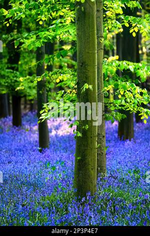 Ein Wald voller Blauzungen ( Hyacinthoides non-scripta ) im Frühling, vertikal Stockfoto