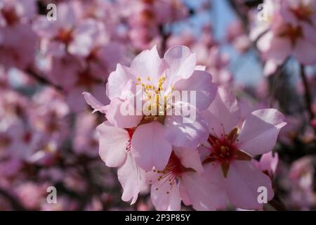 Prunus dulcis, Amygdalus communis, Almond, Rosaceae. Wilde Pflanze im Frühling erschossen. Stockfoto
