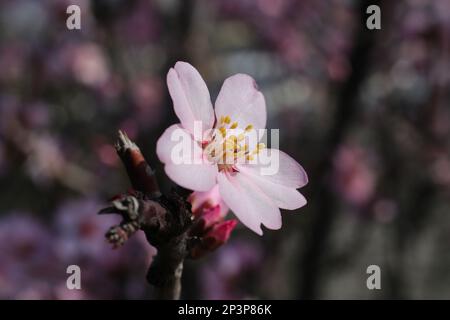 Prunus dulcis, Amygdalus communis, Almond, Rosaceae. Wilde Pflanze im Frühling erschossen. Stockfoto