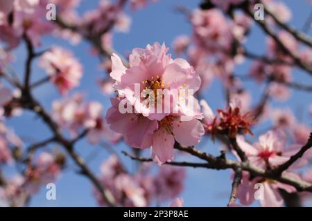 Prunus dulcis, Amygdalus communis, Almond, Rosaceae. Wilde Pflanze im Frühling erschossen. Stockfoto