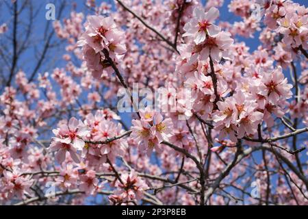 Prunus dulcis, Amygdalus communis, Almond, Rosaceae. Wilde Pflanze im Frühling erschossen. Stockfoto