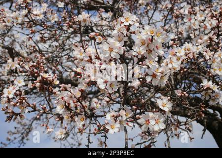 Prunus dulcis, Amygdalus communis, Almond, Rosaceae. Wilde Pflanze im Frühling erschossen. Stockfoto