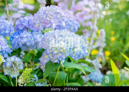 Hortensien-austauschbarer großblättriger Garten französischer wilder Busch. Verschiedene Panikulate und baumähnliche Hortensien. Blaue Blumen. Botanischer Garten. Stockfoto