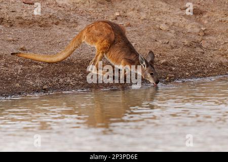 Gewöhnliches Wallaroo - Osphranter robustus auch als Euro oder Hügel-Wallaroo bezeichnet, meist nächtlich und einsam, lautes Zischen, sexuell dimorphisch, wie m Stockfoto