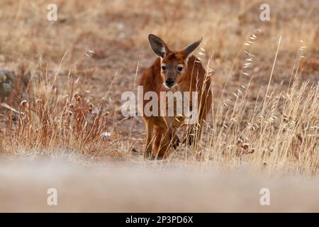 Gewöhnliches Wallaroo - Osphranter robustus auch als Euro oder Hügel-Wallaroo bezeichnet, meist nächtlich und einsam, lautes Zischen, sexuell dimorphisch, wie m Stockfoto