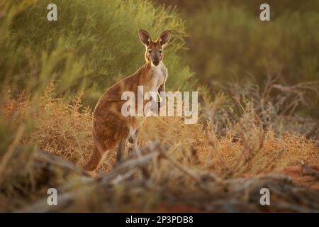 Gewöhnliches Wallaroo - Osphranter robustus auch als Euro oder Hügel-Wallaroo bezeichnet, meist nächtlich und einsam, lautes Zischen, sexuell dimorphisch, wie m Stockfoto