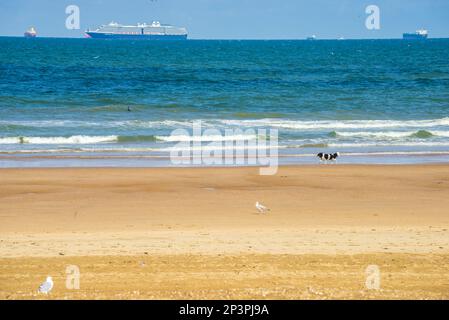 Ein Hund, Möwen, Cruiser und Tanker, Blick vom Strand Scheveningen Stockfoto