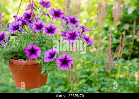Sanfte lila Petunien im Hängetopf im Sommer. Eine Vase aus Petunien-Blumen. Florikultur. Petunia in Blüte. Lila Petunien-Blumen in Töpfen auf dem Stockfoto