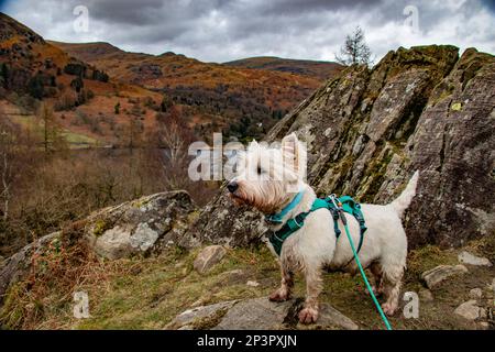 Das freche Westie Terrier mit Blick auf Rydal Water, Cumbria, Großbritannien Stockfoto