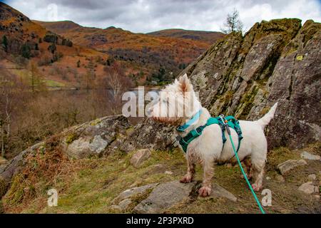 Das freche Westie Terrier mit Blick auf Rydal Water, Cumbria, Großbritannien Stockfoto