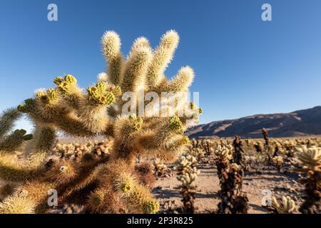 Nahaufnahme des Cholla Cactus im Joshua Tree National Park. Stockfoto