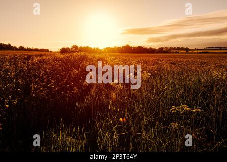 Wunderschöner Sonnenaufgang im Frühling oder Sonnenuntergang über dem Ackerland mit Raps- und Wildblumen, Frühlingsuntergang oder Sonnenaufgang über dem Feld in Schweden Stockfoto