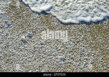Meeresschaum und weiße Kieselsteine unterschiedlicher Größe auf dem nassen Sand am Ufer des Ligurischen Meeres bei Pisa in Italien Stockfoto