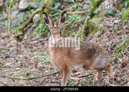 Hase im Wald Stockfoto