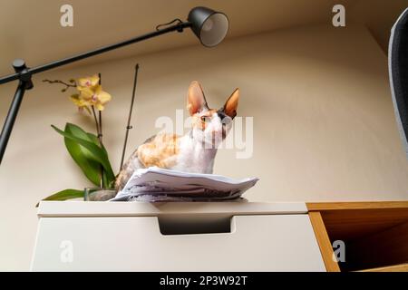Wunderschöne heimische Cornish Rex Katze im Wohnzimmer Stockfoto