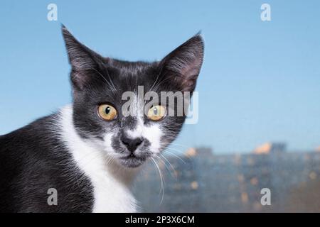 Katze hautnah Stockfoto