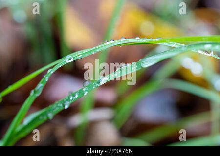 Regentropfen auf einem Gras Stockfoto