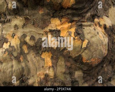 Gemusterte Rinde am Stamm eines Platanen im Fairmount Park in Philadelphia. Stockfoto