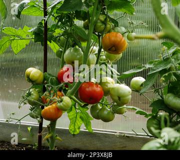 Rote Tomaten reifen auf Zweigen in einem Gewächshaus Stockfoto