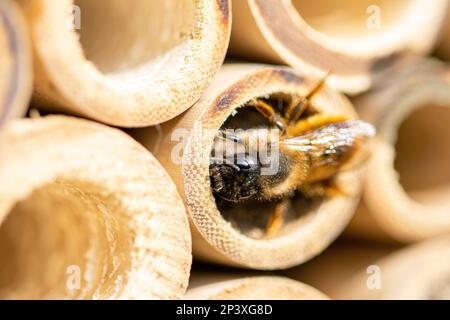 Eine Einzelbiene auf ihrem Nistrohr, künstliches Nistgerät, Insektenhotel, Bambusrohr Stockfoto