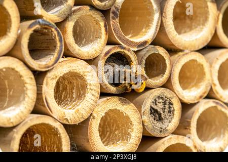 Eine Einzelbiene auf ihrem Nistrohr, künstliches Nistgerät, Insektenhotel, Bambusrohr Stockfoto