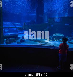 Antalya, Türkei - 10. September 2021: Unidentifizierter Kleinkinder beobachtet Fische im Aquarium Stockfoto