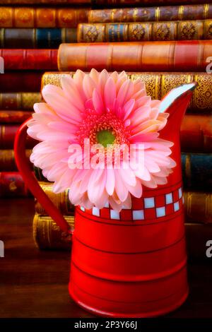 Pink Daisy In Red French Pitcher Stockfoto