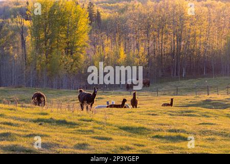 alpaka im Feld bei Sonnenuntergang Stockfoto